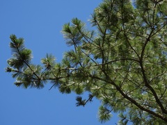 Pinus ayacahuite, photograph (c) Neptalí Ramírez Marcial, some rights reserved (CC BY)