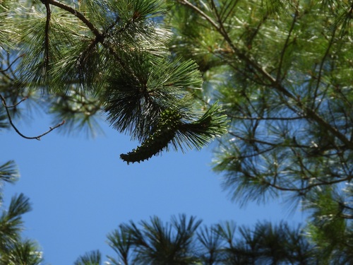 Pinus ayacahuite, 2026-08-30