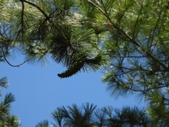 Pinus ayacahuite, photograph (c) Neptalí Ramírez Marcial, some rights reserved (CC BY)