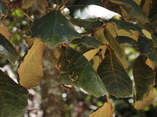 Quercus crassifolia