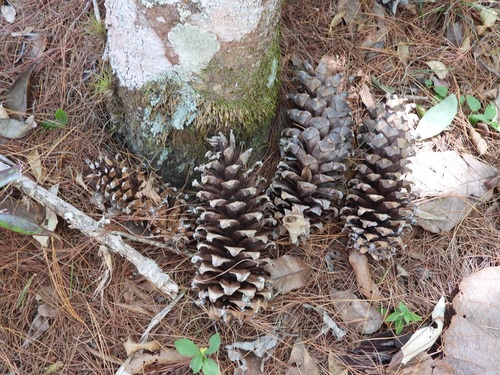 Pinus ayacahuite, 2026-08-30