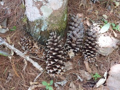 Pinus ayacahuite