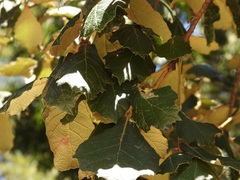 Quercus crassifolia, photograph (c) Neptalí Ramírez Marcial, some rights reserved (CC BY)