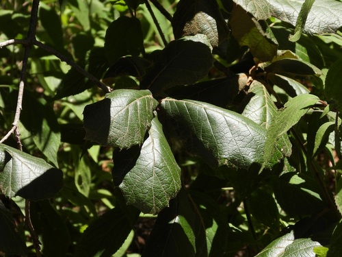 Quercus crassifolia, photograph 2
