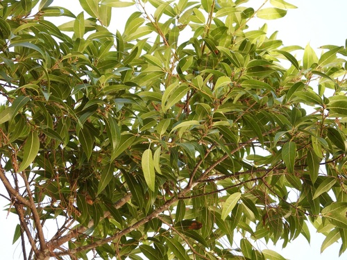 Quercus laurina, photograph 2