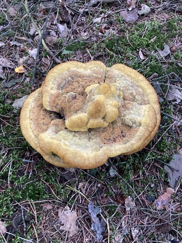 European Dyer's Polypore