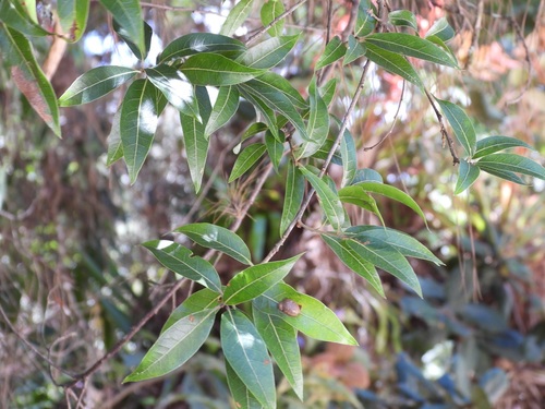 Quercus laurina, photograph 4