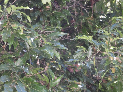 Quercus laurina, photograph 1