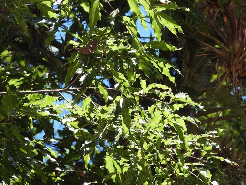 Quercus laurina