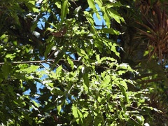 Quercus laurina