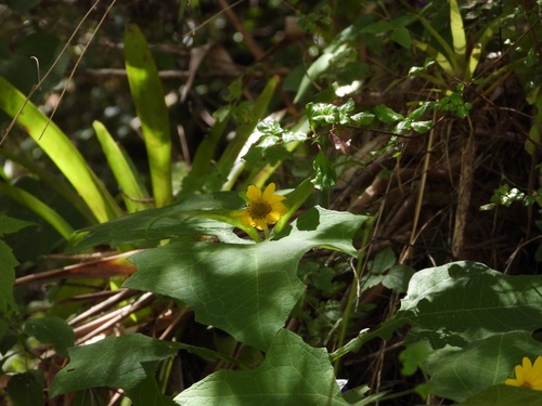 Smallanthus maculatus, photograph 5