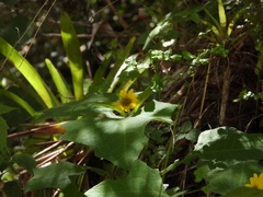 Smallanthus maculatus, photograph (c) Neptalí Ramírez Marcial, some rights reserved (CC BY)