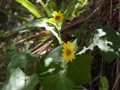 Smallanthus maculatus, photograph (c) Neptalí Ramírez Marcial, some rights reserved (CC BY)
