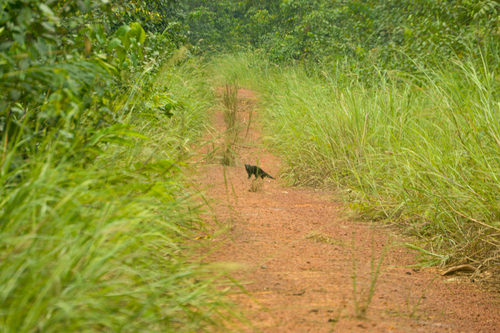 Marsh Mongoose