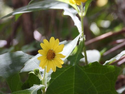 Smallanthus maculatus, photograph 3