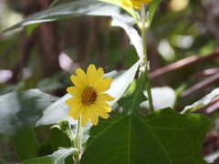 Smallanthus maculatus, photograph (c) Neptalí Ramírez Marcial, some rights reserved (CC BY)