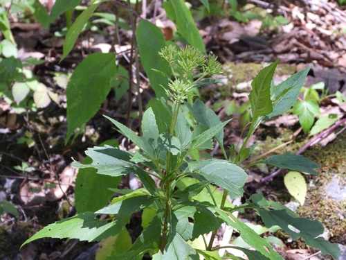 Stevia lucida, photograph 4