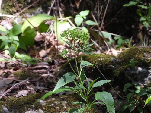 Stevia lucida, photograph 3
