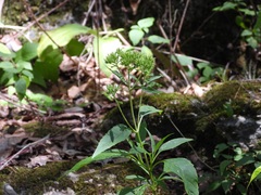 Stevia lucida, photograph (c) Neptalí Ramírez Marcial, some rights reserved (CC BY)
