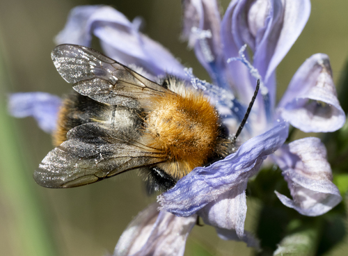 Common Carder Bumble Bee
