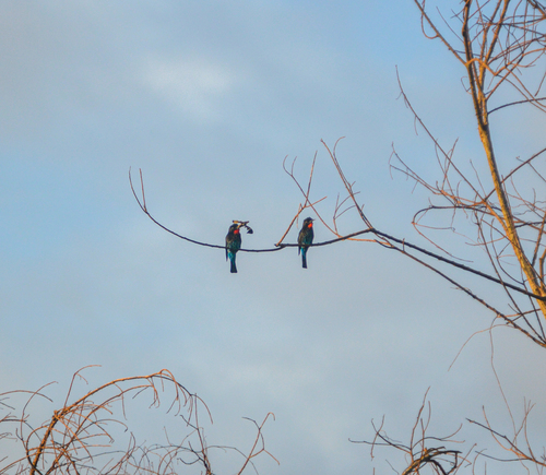 Black Bee-eater