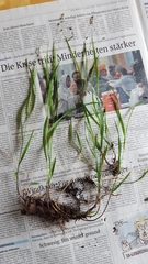 Melica uniflora