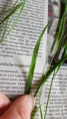 Melica uniflora