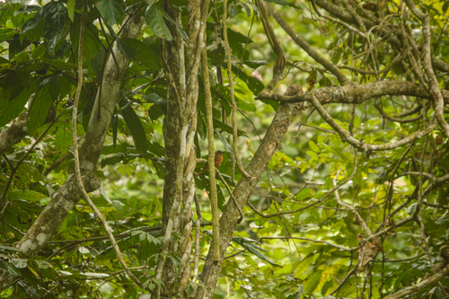 Rufous Flycatcher-Thrush