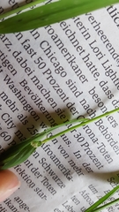Melica uniflora