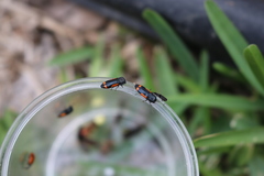 Ptosima laeta