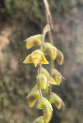 Polystachya affinis, photograph 1