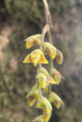 Polystachya affinis, photograph (c) Justin Ponder, some rights reserved (CC BY)