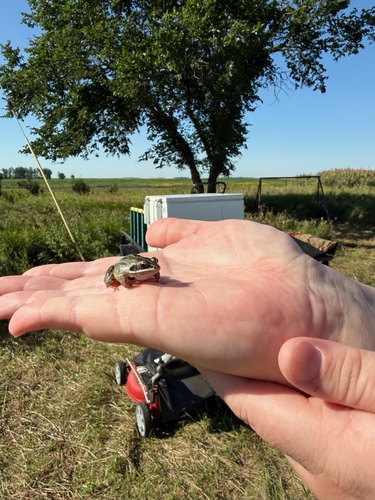 Wood Frog