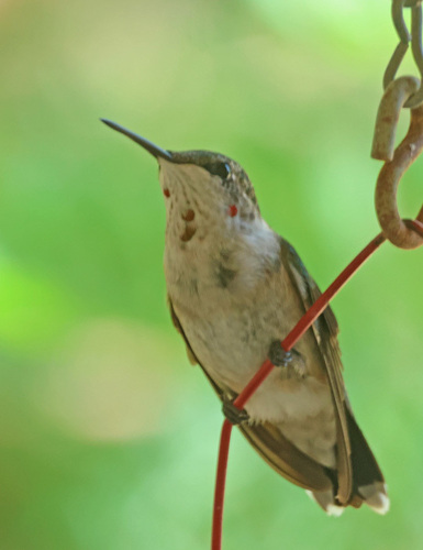 Ruby-throated Hummingbird