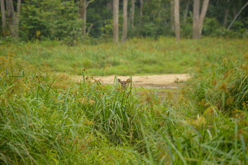 Forest Sitatunga