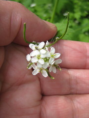 Alliaria petiolata