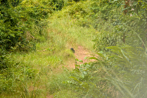 Central Chimpanzee