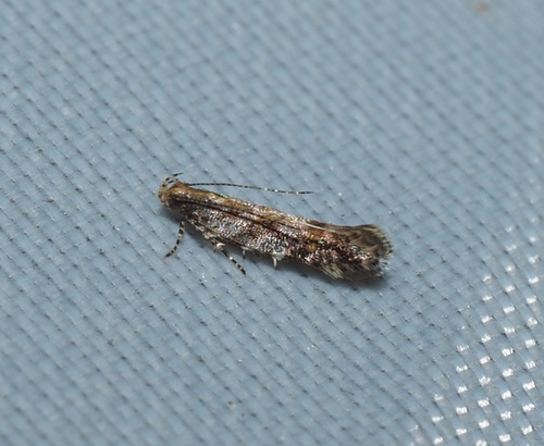 Ruby Aristotelia Moth photo 5