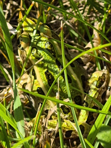 Northern Leopard Frog