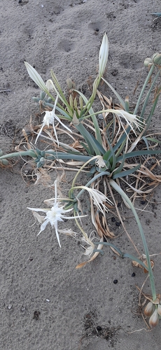 Sea Daffodil