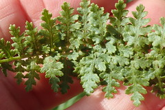Anemia vestita