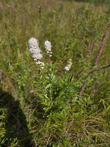white meadowsweet