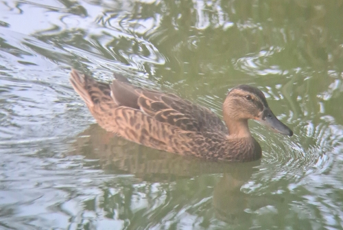 Mallard