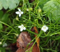 Moehringia muscosa
