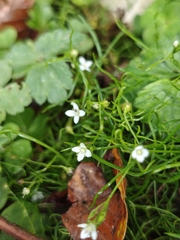 Moehringia muscosa, photograph author not stated, no rights reserved
