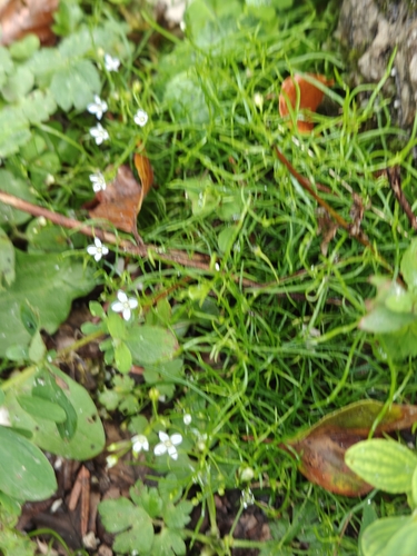 Moehringia muscosa, photograph 3