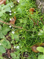 Moehringia muscosa, photograph author not stated, no rights reserved
