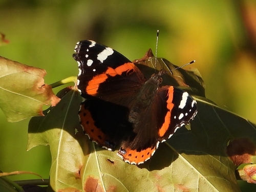 Red Admiral