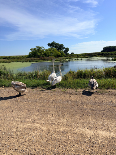 Trumpeter Swan