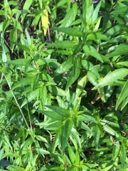 Anisacanthus quadrifidus wrightii